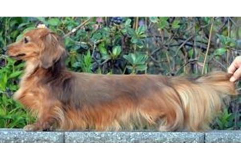 販売中のミニチュアダックスフンド(ロングヘアード)の親犬